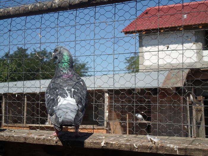 SAM_1627 - porumbei