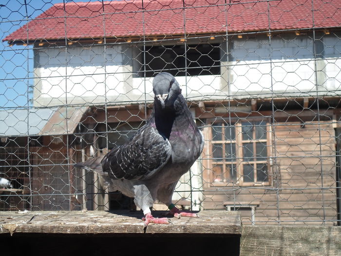 SAM_1628 - porumbei