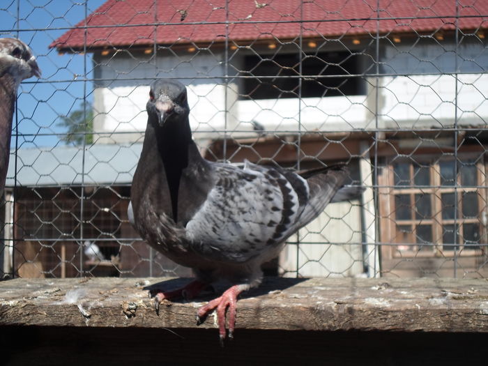 SAM_1664 - porumbei