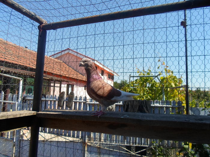 SAM_1712 - porumbei