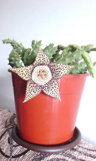 13900301_1727724684161727_4888530841126445005_n - STAPELIA