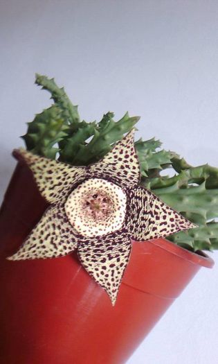 13912503_1727724680828394_2737450182809136139_n - STAPELIA