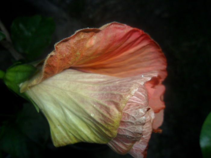  - hibiscusi 2016-5