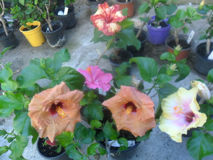  - hibiscusi 2016-5