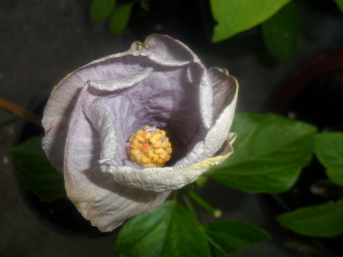  - hibiscusi 2016-5