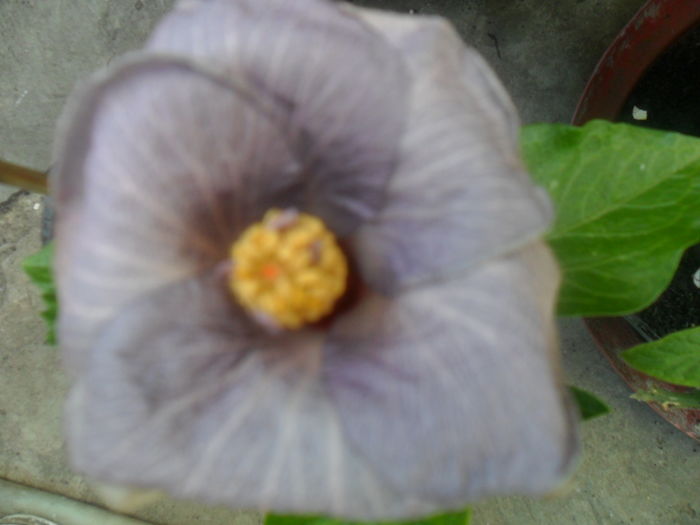  - hibiscusi 2016-5