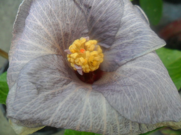  - hibiscusi 2016-5