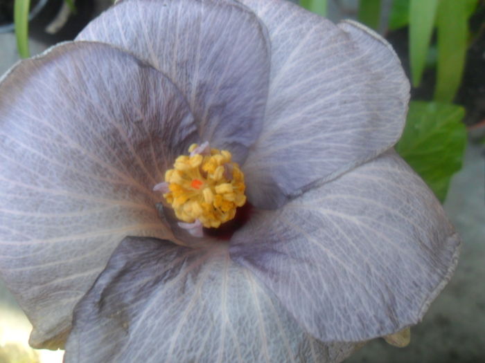  - hibiscusi 2016-5