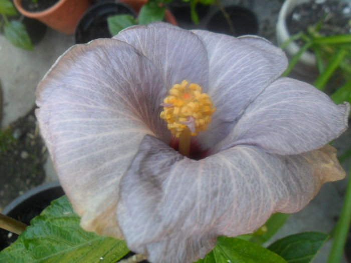  - hibiscusi 2016-5