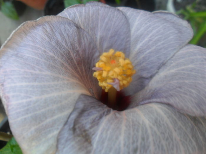  - hibiscusi 2016-5