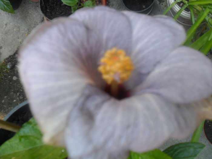  - hibiscusi 2016-5
