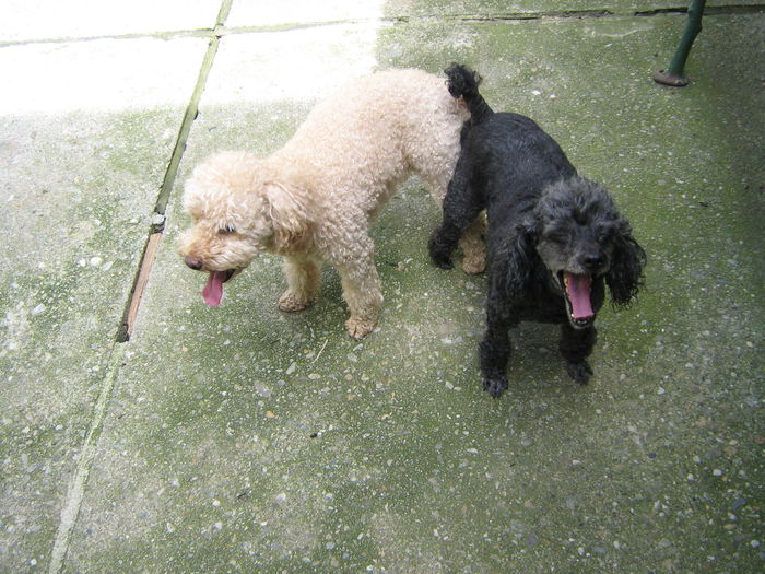 Muky si Bruno