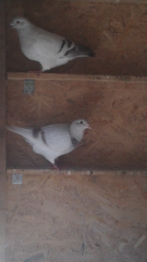 20160815_115432