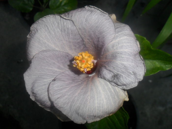  - hibiscusi 2016-5