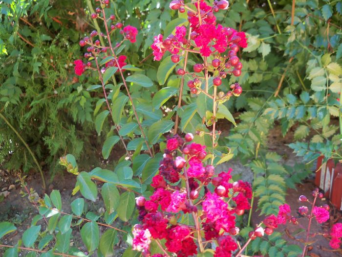  - a Lagerstroemia indica-liliac indian