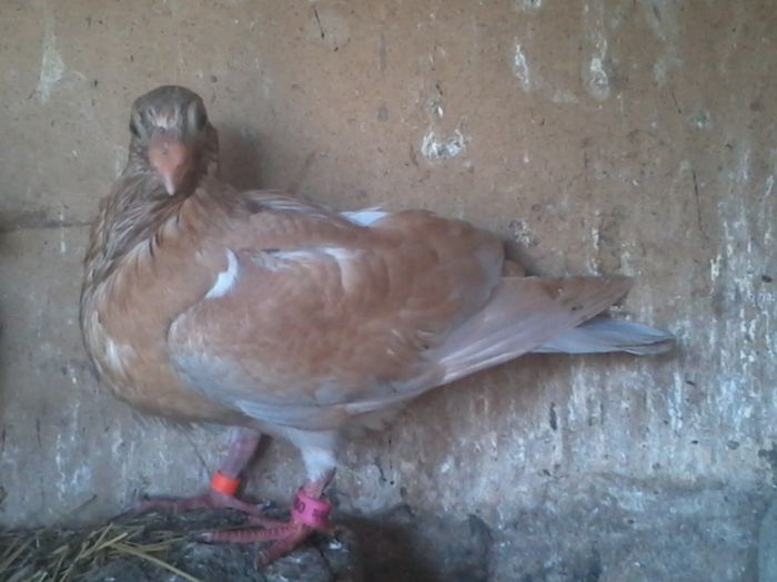 Pui galben ,al doilea pui