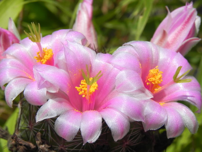 Mammillaria grahamii