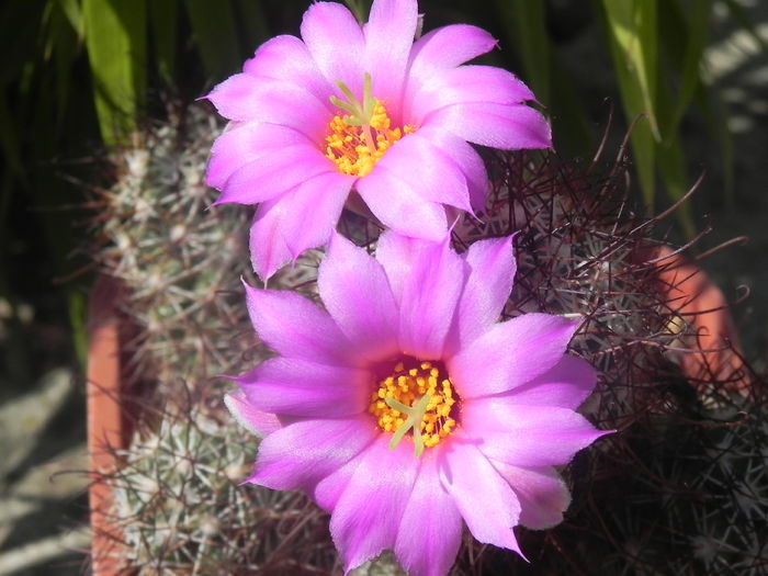 Bartschela schumannii