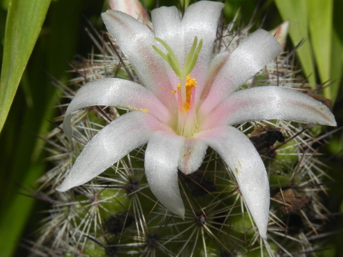 Mammillaria estebanensis