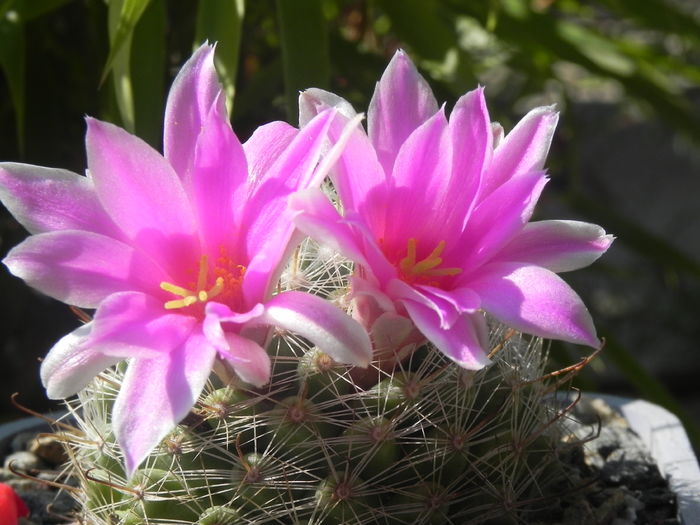 Mammillaria boolii