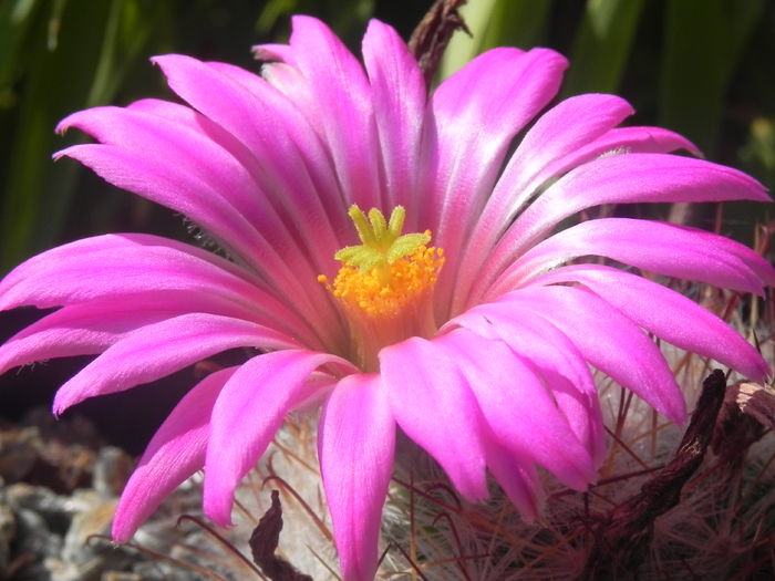 Mammillaria guelzowiana v. robustior - cactusi2016