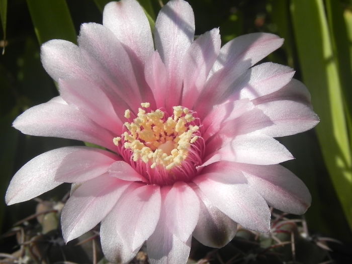 Gymnocalycium quehlianum