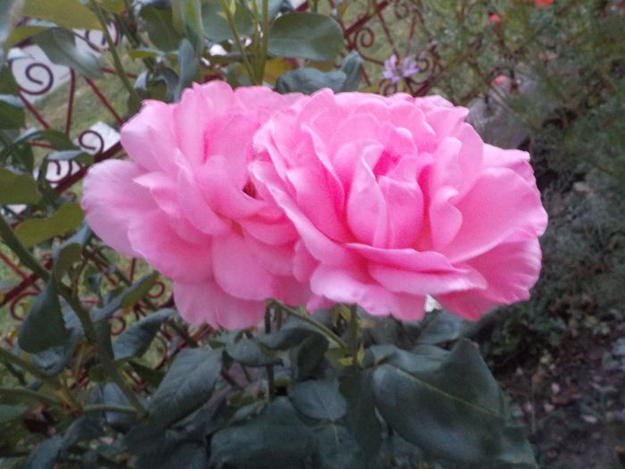 DSCN1376[1] - Trandafiri in gradina mea