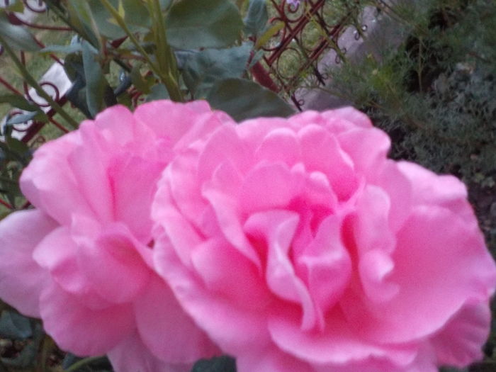 DSCN1375[1] - Trandafiri in gradina mea