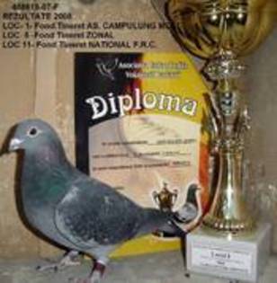 diploma 1