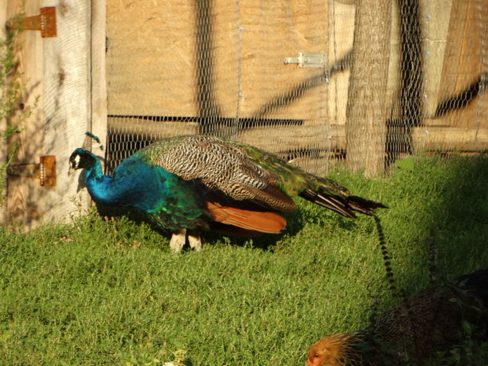  - Pauni 2016-2017-2018