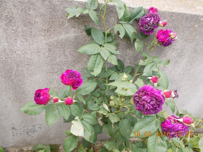 DSCN2242 - TRANDAFIRI 2016
