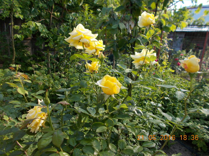 DSCN2350 - TRANDAFIRI 2016