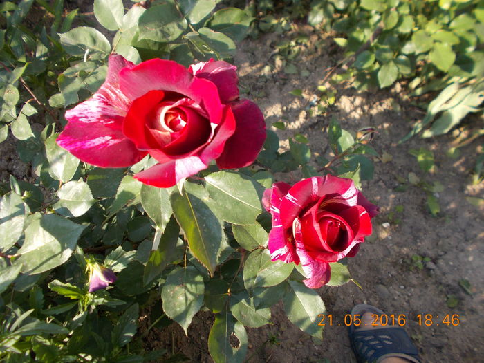 ottavio  misoury - TRANDAFIRI 2016