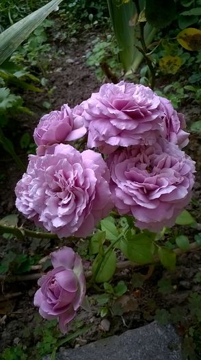  - Lavender Ice