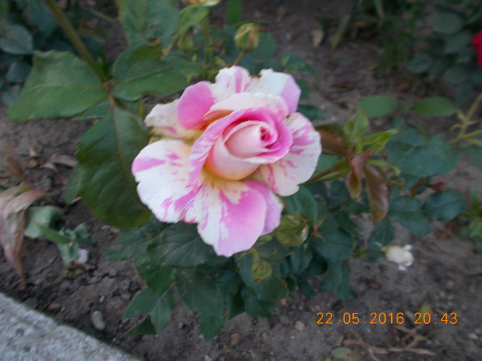 claude monet - TRANDAFIRI 2016