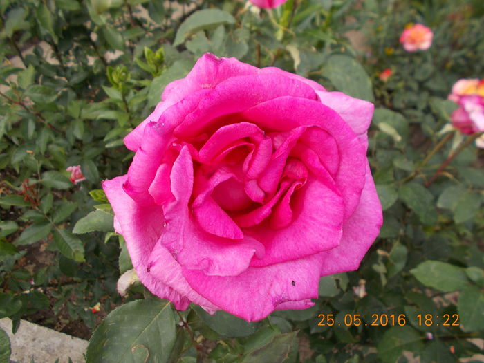 mov/siclam  urias   ? - TRANDAFIRI 2016