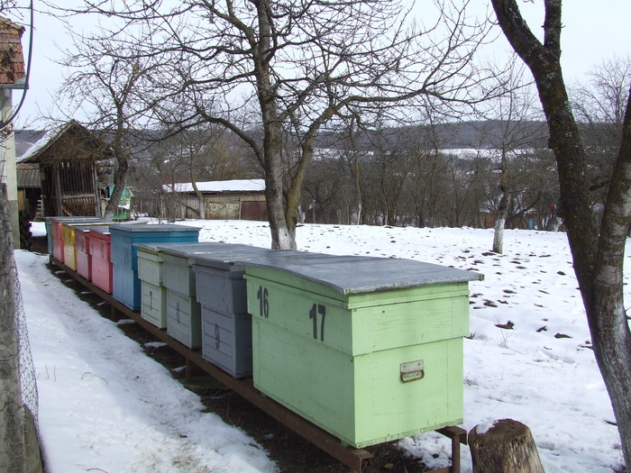DSCF1485 - apicultura