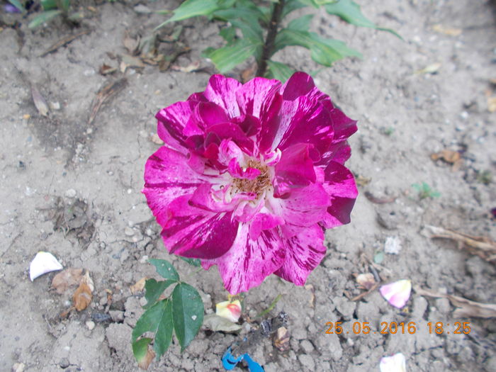 putple tiger - TRANDAFIRI 2016