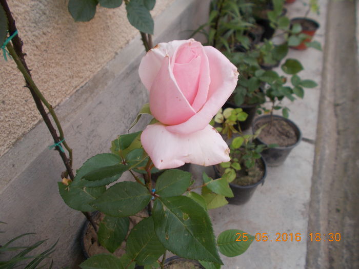 DSCN2541 - TRANDAFIRI 2016