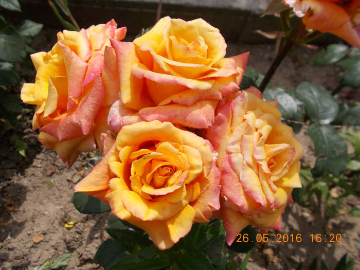 DSCN2551 - TRANDAFIRI 2016