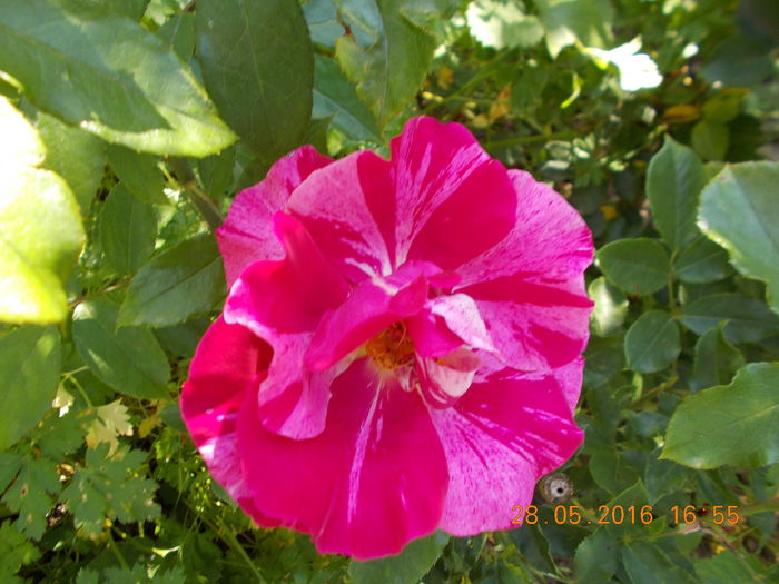 DSCN2553 - TRANDAFIRI 2016