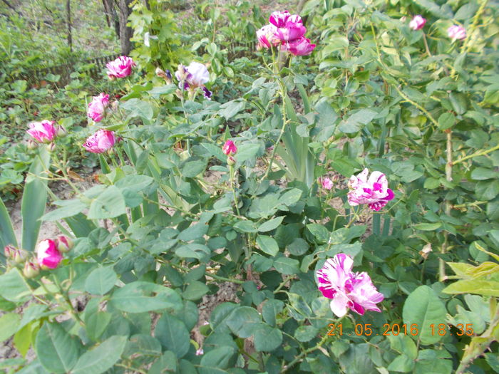 DSCN2344 - TRANDAFIRI 2016