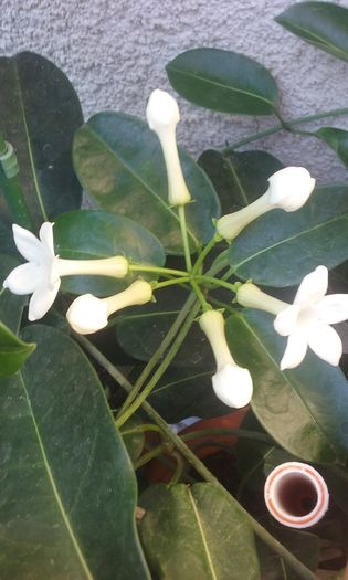 003 - Stephanotis