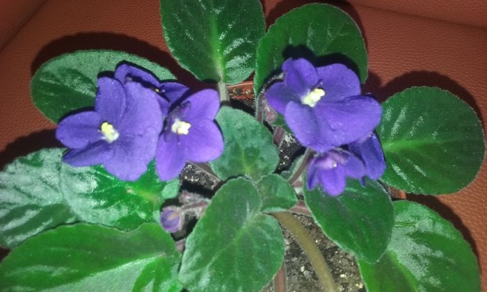  - Violete de Parma