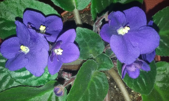  - Violete de Parma