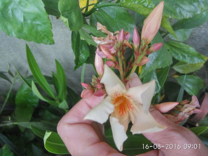 IMG_20160816_090158_HDR