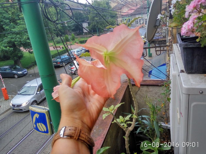 IMG_20160816_090144_HDR - 2016