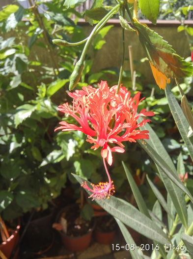 IMG_20160815_114638_HDR