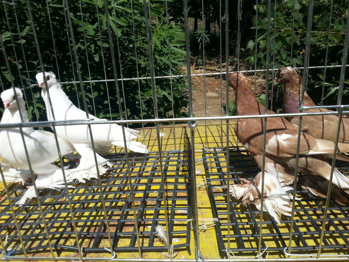 M culoare alb, F culoare rosie