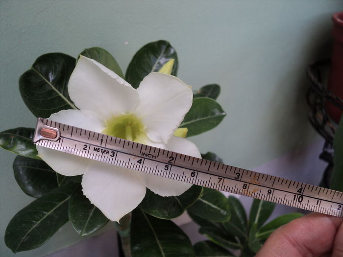 16 aug 2016 ,oare mai creste ? - ADENIUM